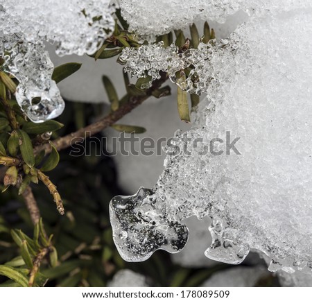 ice designs in nature during winter