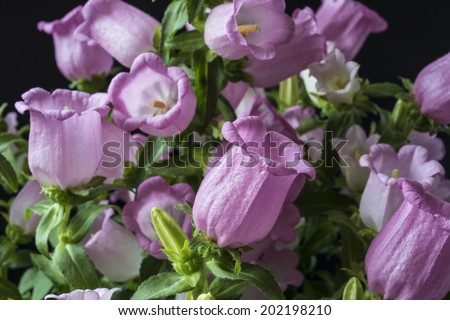 Campanula medium, common name Canterbury Bells, also known as the bell flower, is an annual or biennial flowering plant of the genus Campanula