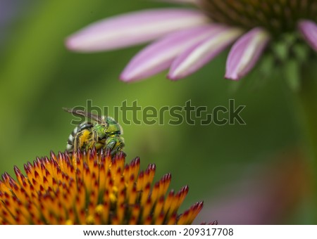 genus Agapostemon is a common group of Western hemisphere sweat bees on purple cone flower