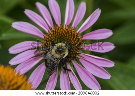 Echinacea purpurea purple cone flower in summer,bumble bee, is any member of the bee genus Bombus, in the family Apidae