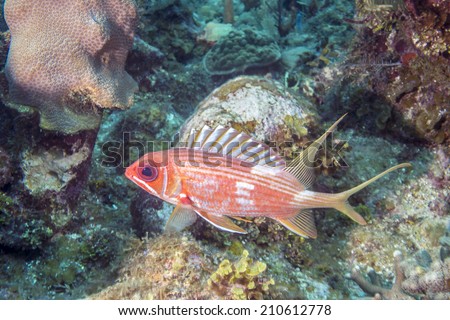 longspine squirrelfish is silvery red, with orange-gold body stripes. One of about 150 species of squirrelfish