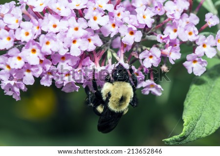 bumblebee, also written bumble bee, is any member of the bee genus Bombus, in the family Apidae