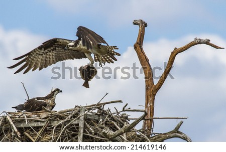 osprey (Pandion haliaetus), sometimes known as the sea hawk, fish eagle, river hawk or fish hawk, is a diurnal, fish-eating bird of prey