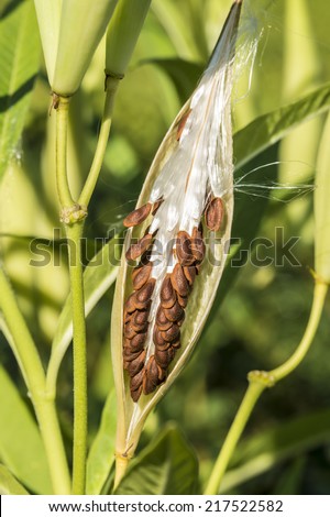 Asclepias \'Tuberosa\' Asclepias syriaca, commonly called common milkweed, butterfly flowerseed pod