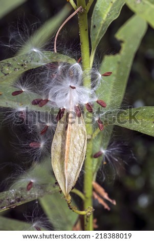 Asclepias \'Tuberosa\' Asclepias syriaca, commonly called common milkweed, butterfly flowerseed pod
