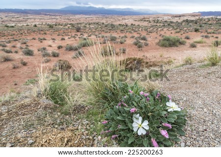 Arches National Park is a US National Park in eastern Utah, evening primrose in bloom
