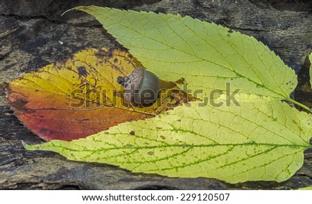 autumn leaf with acorn on log in forest