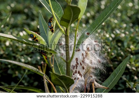 Asclepias \'Tuberosa\' Asclepias syriaca, commonly called common milkweed, butterfly flower,