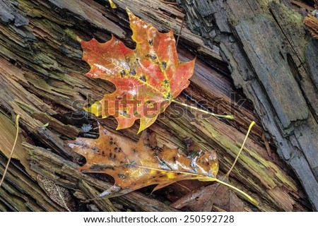 Autumn maple leaves on old rotting log leaves