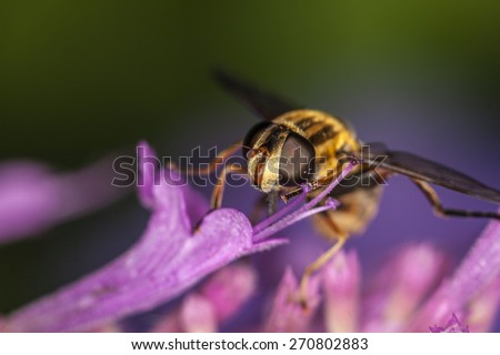 Hoverflies, sometimes called flower flies or syrphid flies, make up the insect family Syrphidae