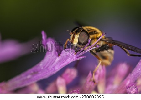 Hoverflies, sometimes called flower flies or syrphid flies, make up the insect family Syrphidae