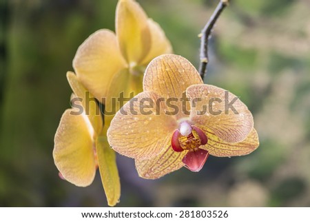 Phalaenopsis; Moth Orchid; orchid; plant; flower; white; purple; exotic; tropical; red; yellow; stripes, known as the Moth Orchid, abbreviated Phal in the horticultural trade
