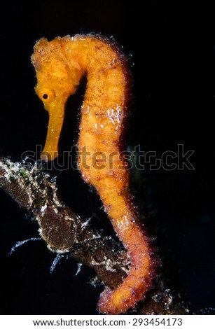 flat-faced seahorse, longnose seahorse,(Hippocampus trimaculatus) is a species of fish in the Syngnathidae family