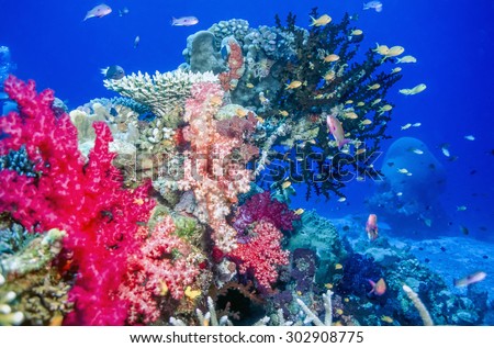 Coral reef off the coast of Fiji island of Taveuni with soft corals