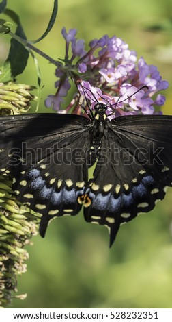 Eastern tiger swallowtail, Papilio glaucus is a species of swallowtail butterfly native to eastern North America