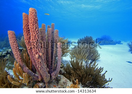 Coral landscape underwater on the island of Bonaire