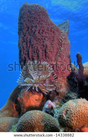 Underwater Coral reef scene on the island of Dominica in the Caribbean