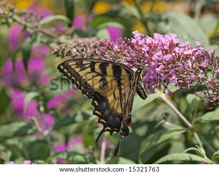 Eastern tiger swallowtail butterfly (papilio glaucus)