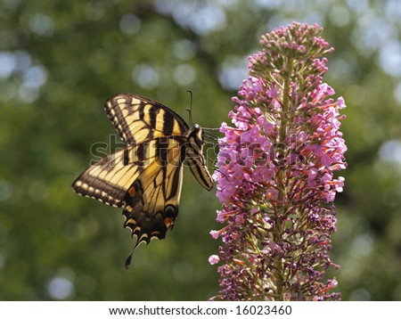 Eastern tiger swallowtail butterfly (papilio glaucus)