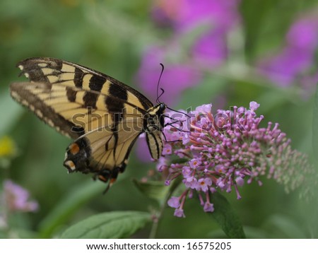 Eastern tiger swallowtail butterfly (papilio glaucus) in Central Park Flower Garden