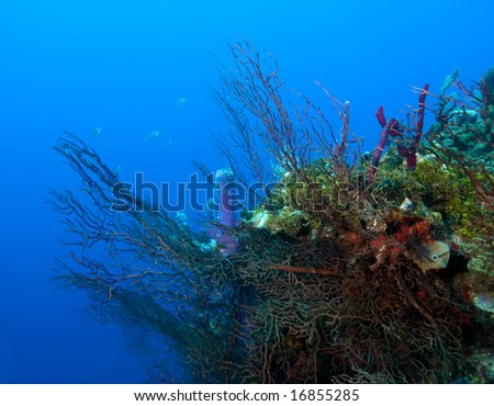 Deep water gorgonians
