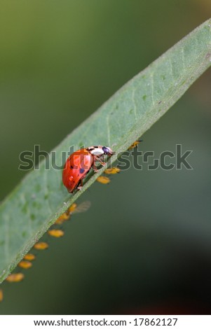 Lady bug feeding on baby apfids in flower garden