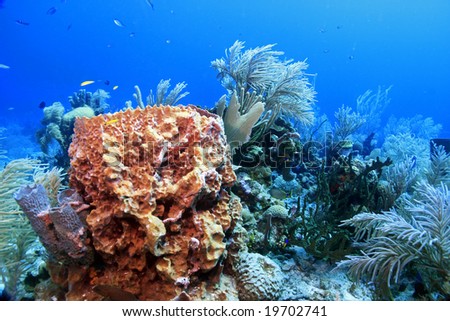 Underwater landscape of coral reef in Caribbean