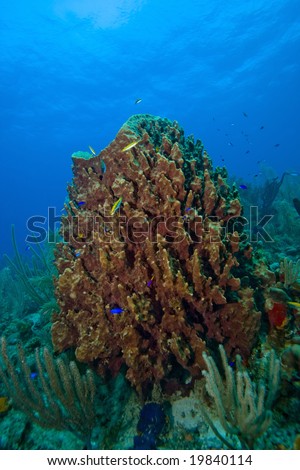 Giant Barrel Sponge(xestospongia muta) filter feeding on coral reef