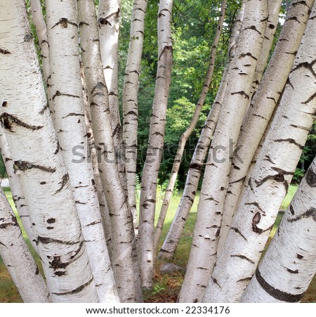 Birch forest at just the beginning of autumn