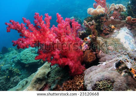 Coral Reefs Indonesia