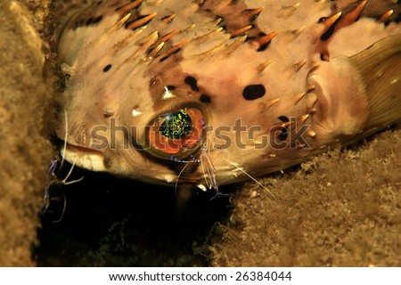 Ballonfish being cleaned at cleaner station by small cleaner shrimp