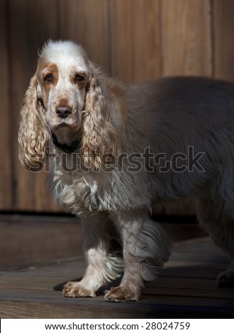 English Cocker spaniel standing in the morning light on the front porch