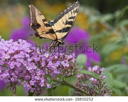 Eastern tiger swallowtail butterfly (papilio glaucus) in garden in the summer