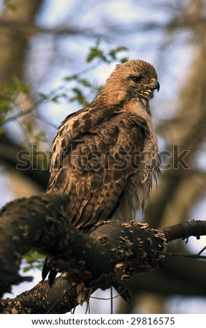 Pale male red tail hawk in Central Park after a bath