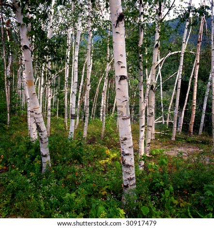 Birch forest at just the beginning of autumn