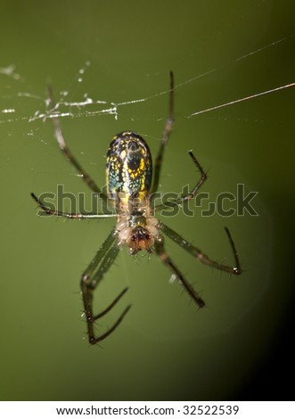 Garden spider Argiope aurantia is making it\'s web in the forest
