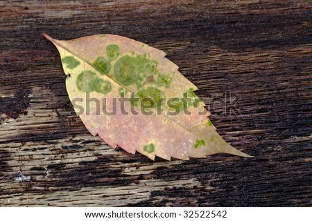 Common beech leaf in spring on log after a long rain