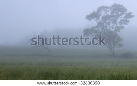 Early morning fog in a meadow in Sullivan county New York