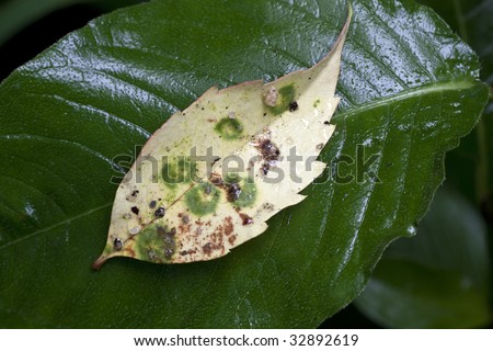 Common beech leaf in spring on leaf after a long rain