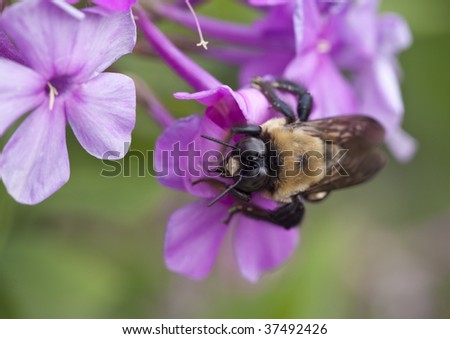 Bumble bee feeding on purple flower in Central Park, New York City