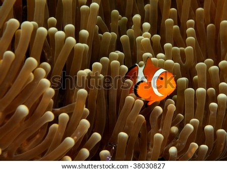 False clownfish in anemone on coral reef