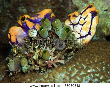 Sea squirt and tunicates growing on brain coral on coral reef