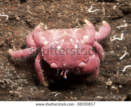 Red Reef Crab