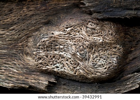 Log in the north woods of Central Park, New York city with termite damage