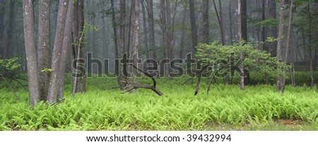 Early misty morning view into the forest in Sullivan county, New York State