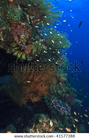 Marine life attached and living on The USS Liberty ship, and world war 2 Liberty ship sunk off the coast of Tulamben, Bali