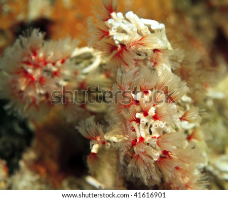 Docial duster tube worm in Bali Indonesia on coral reef near Mengangan island