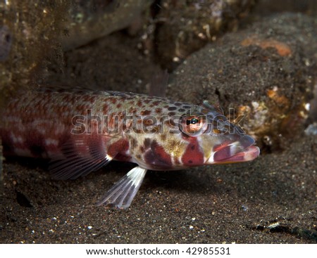 Hawksfish resting on bottom waiting for a small fish to eat