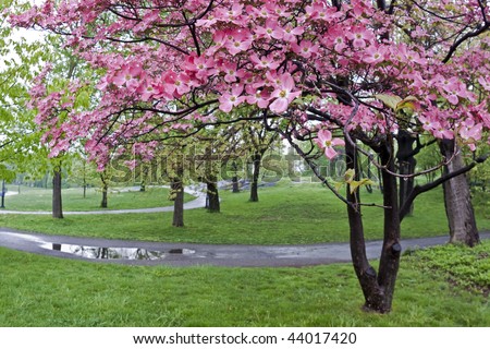 new york central park spring. spring in Central Park,