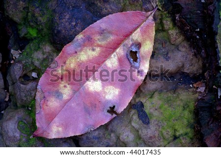 Close up of autumn leaf on log shot in Central Park, New York City